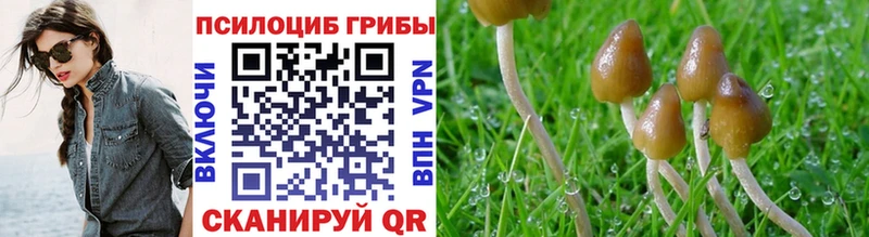 наркотики  Приозерск  Псилоцибиновые грибы Psilocybine cubensis 